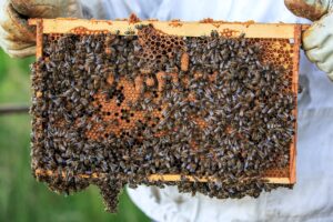 a swarm of honey bees on a beehive