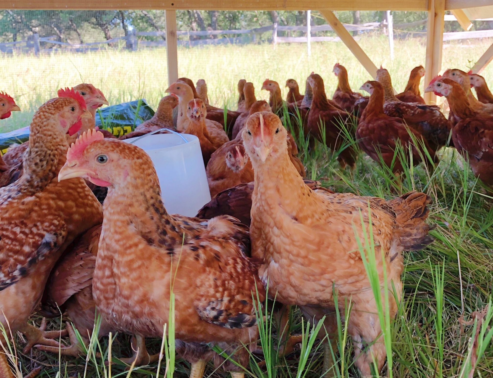 How to Use Chickens and Cattle to Regenerate Soil Health Mother Luck