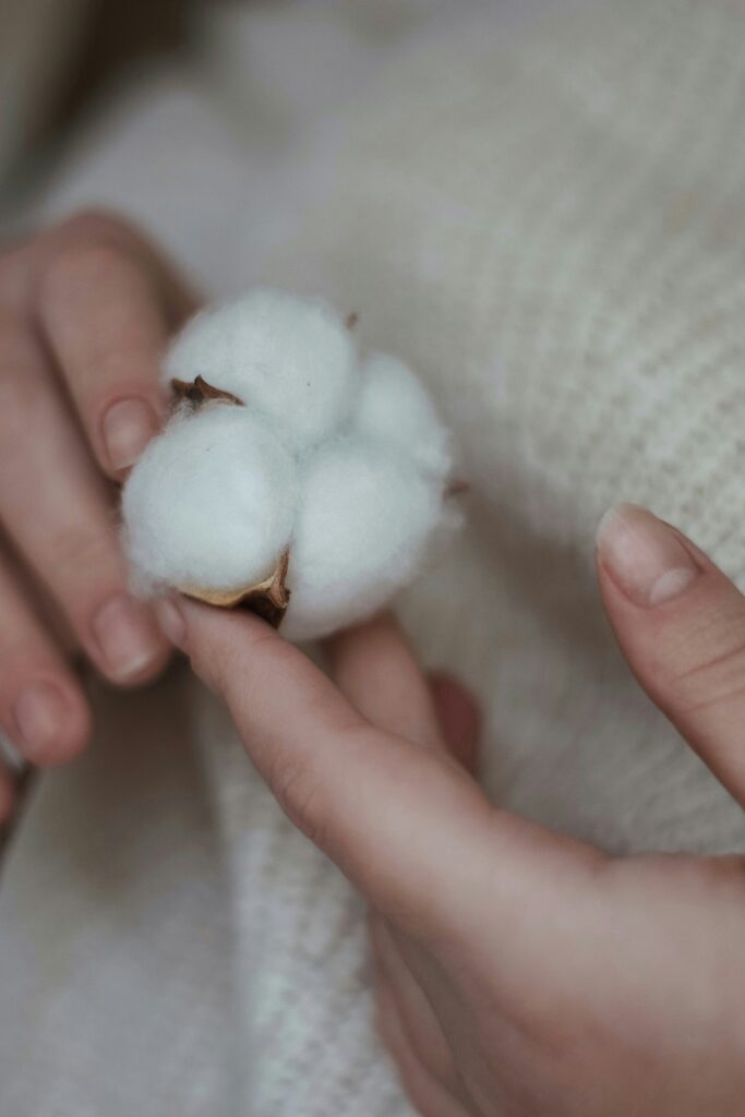 female hands holding a cotton pod