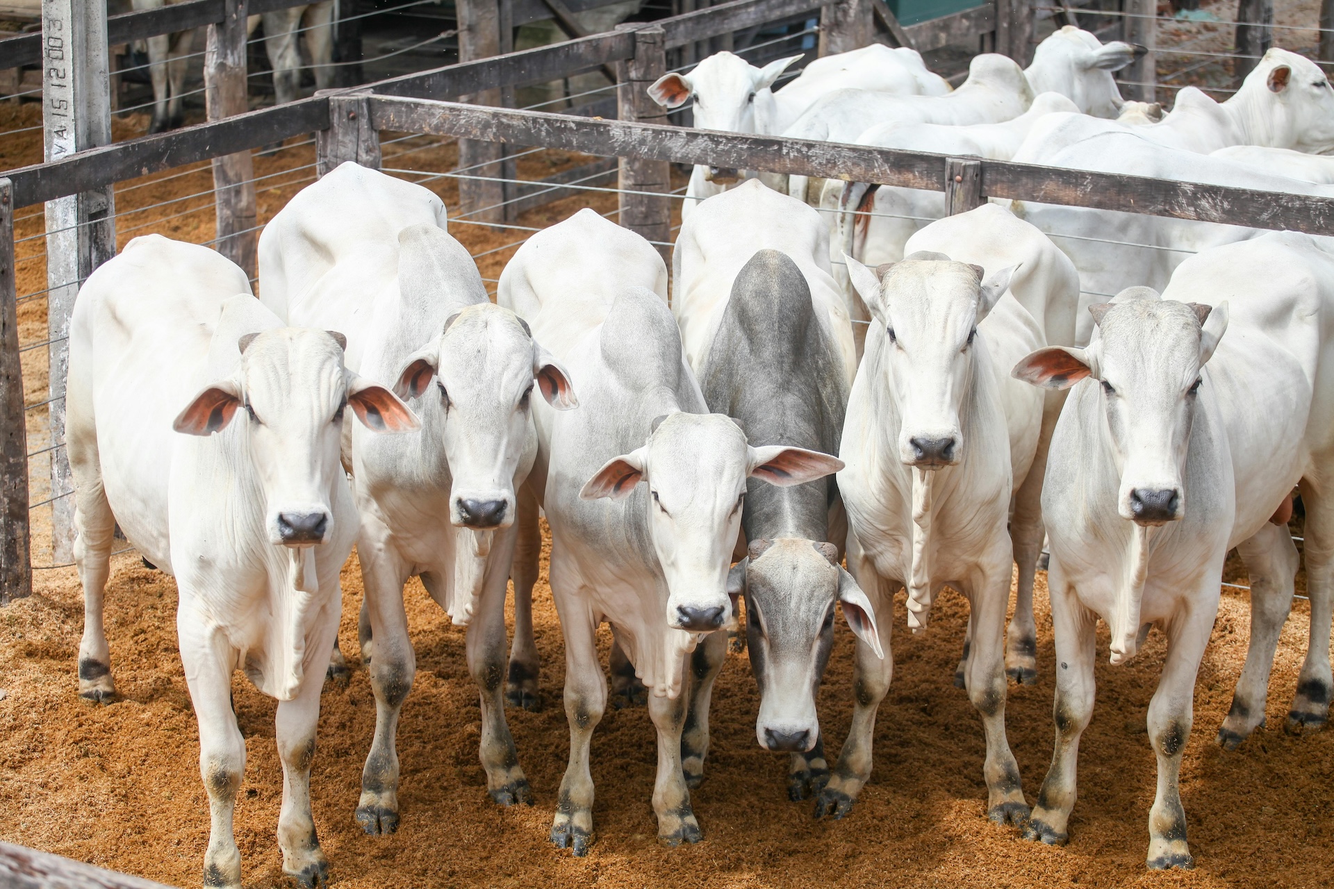 Curated visual reference: Animal Welfare Concerns And Mite Infestations In Commercial Flocks Reference: Agriculture Sector In Crisis Poultry Livestock And Cattle Losses