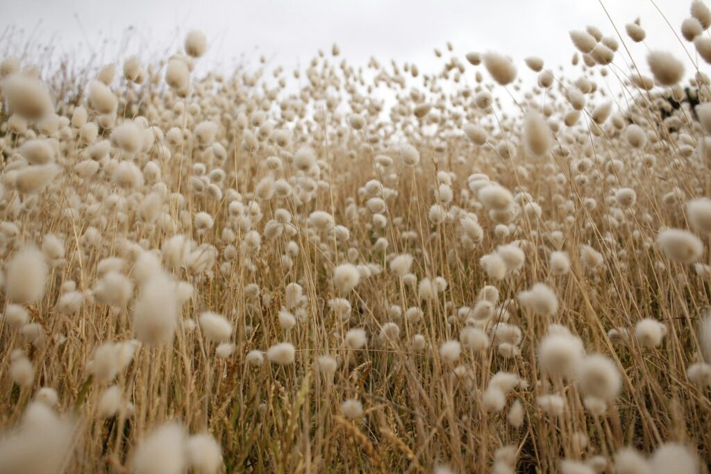 organic cotton field