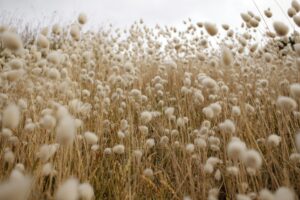 organic cotton field