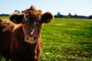 cow on green pastureland