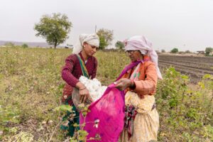 two people harvesting organic cotton in India