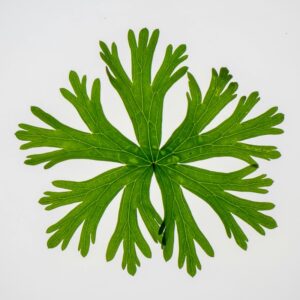 wild geranium leaf