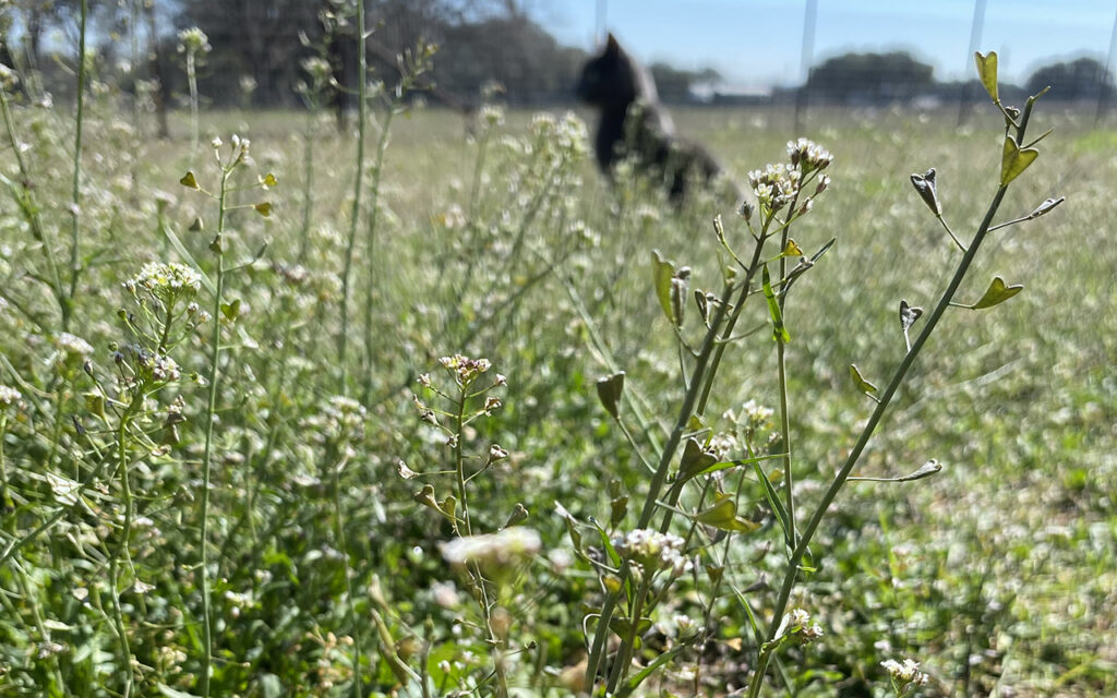 Shepherd's Purse in pasture with cat in the distance