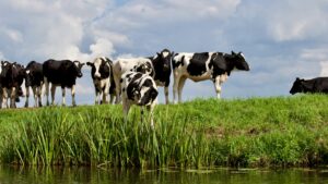 organic holstein milk cows