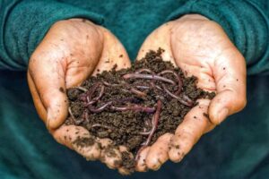 hands holding dirt and earthworms