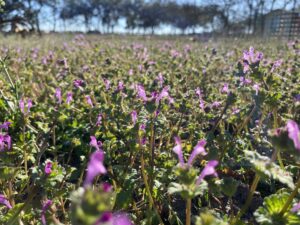 flowering henbit in field