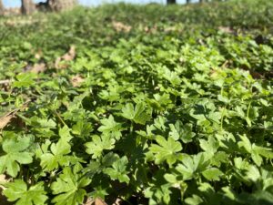 hoary bowlesia leaves