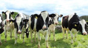 raw milk holstein cows