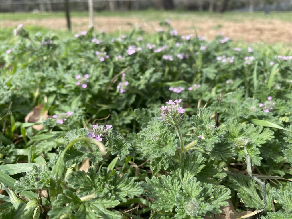 blooming pink verbena in field