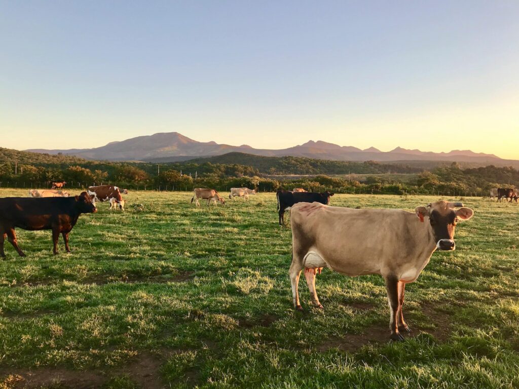 Jersey cows on pasture