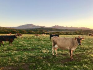 Jersey cows on pasture