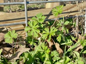 Wild Geranium (Geranium carolinianum) along fenceline