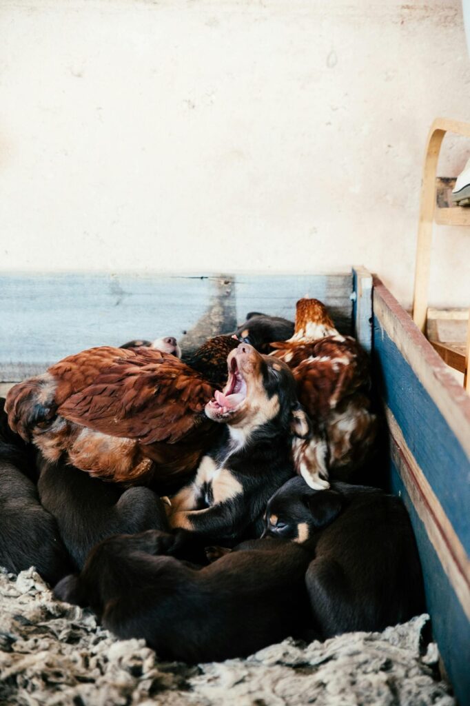 puppies snuggling with kittens