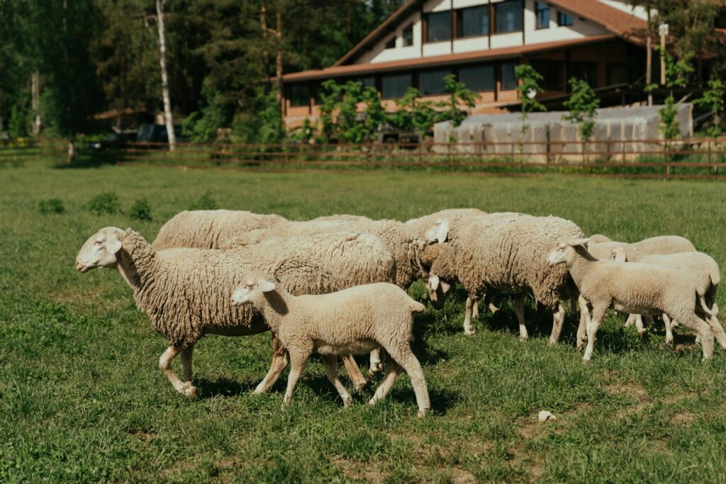 sheep on homestead