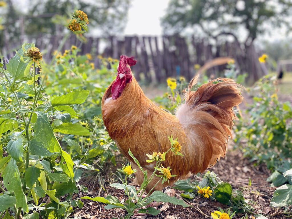 Buff Orpington rooster on homestead