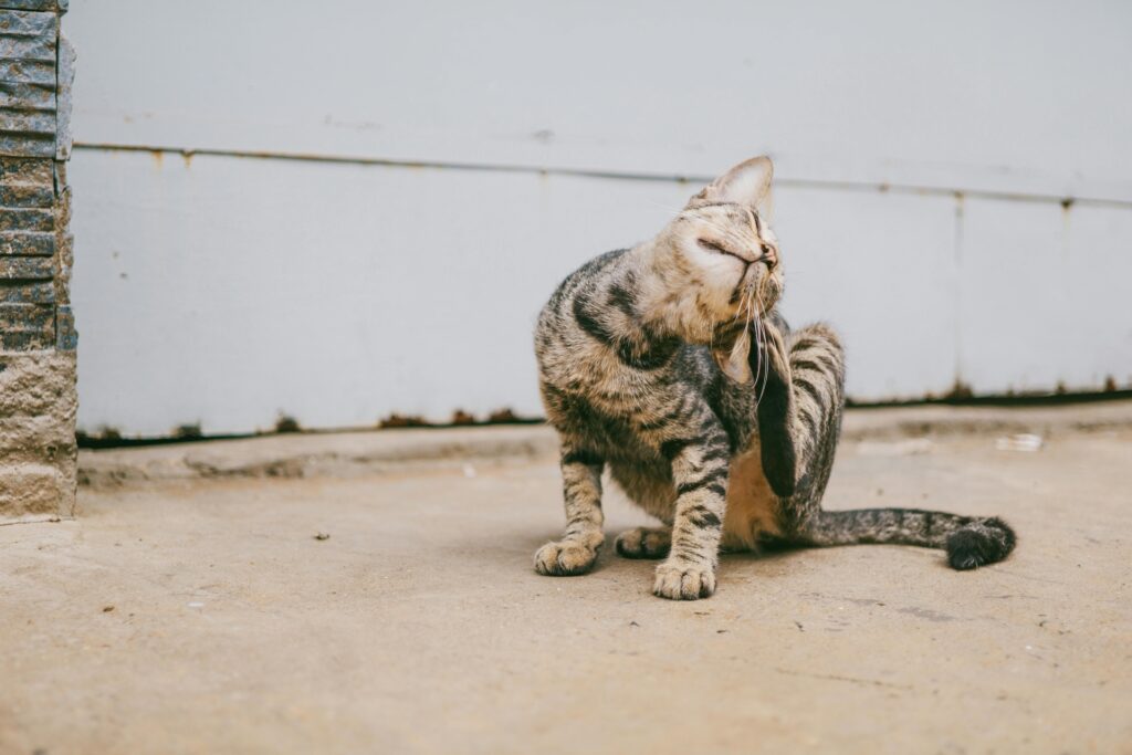 striped cat outside house scratching at fleas