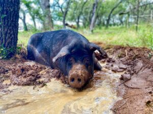 black pig in muddy wallow under oak tree