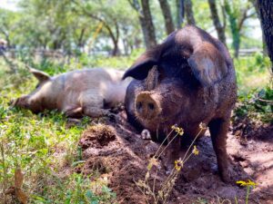 two pigs in a pasture, under a shady tree, in their wallow