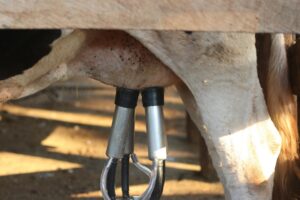 close up of cow udders attached to a milking machine