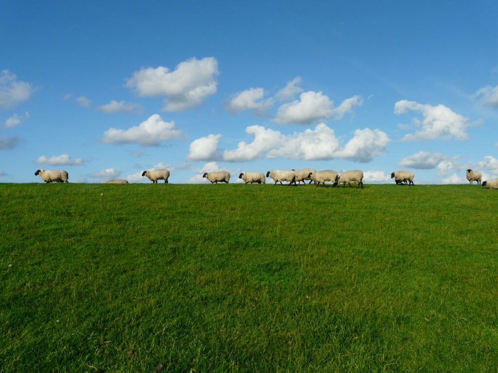 flock of sheep on a green pasture