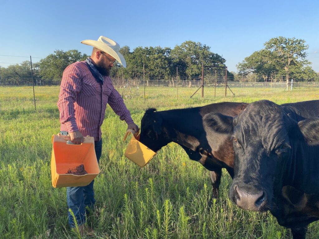 cowboy in the field feeding minerals to cattle