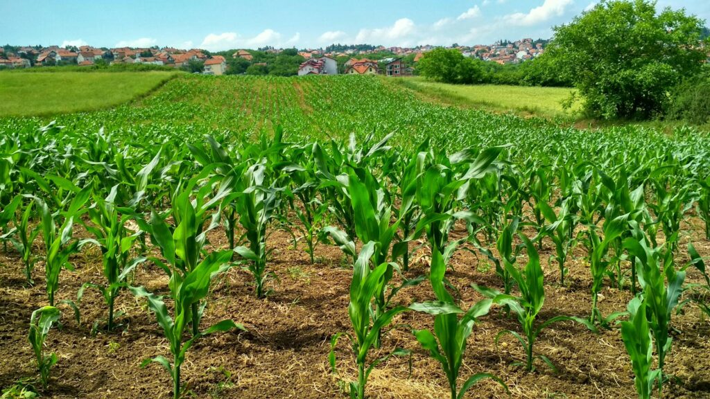 corn field outside suburban neighborhood