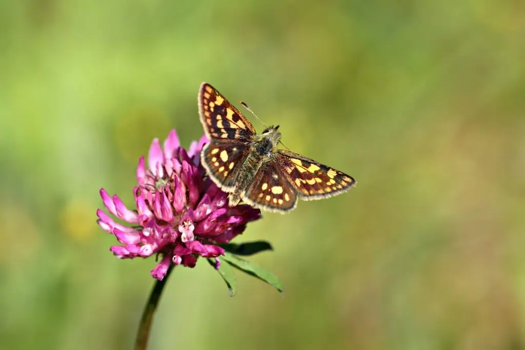 butterfly on a red clover