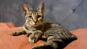 cat laying on bed