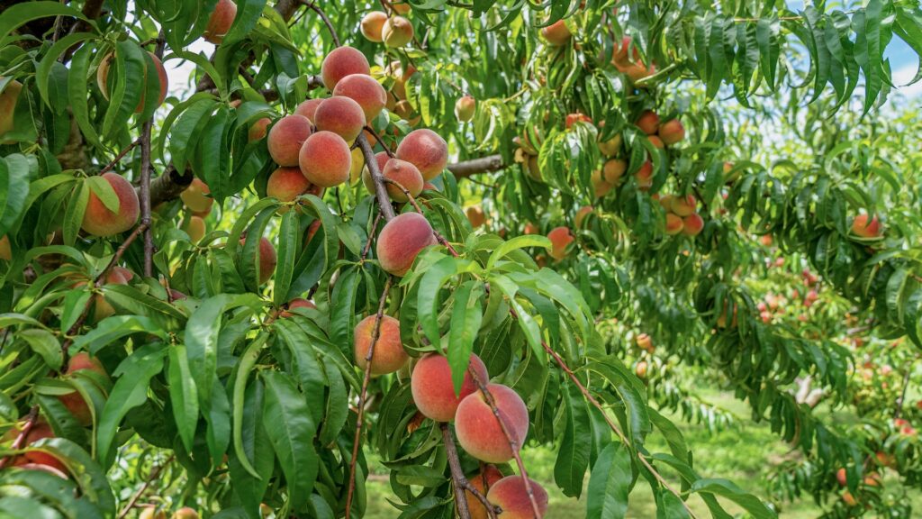 peaches ready for harvest on peach tree