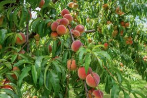 peaches ready for harvest on peach tree