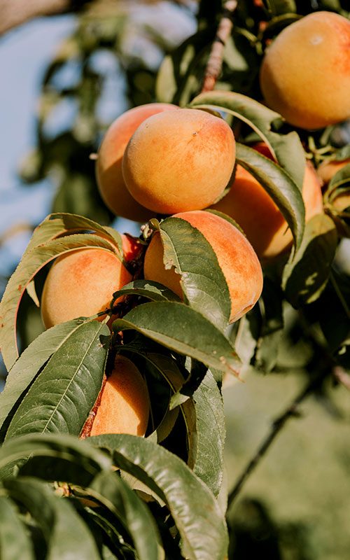 peaches on peach tree