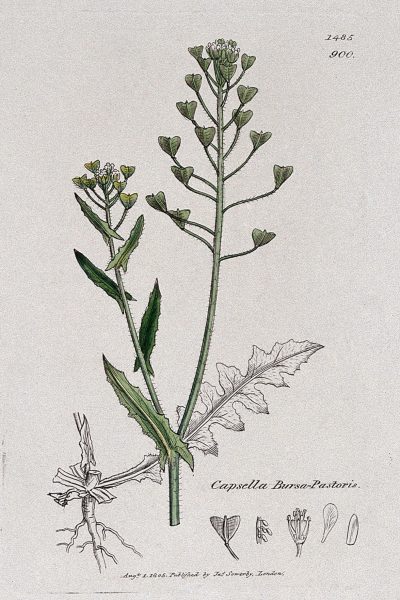 botanical sketch of Shepherd's Purse plant