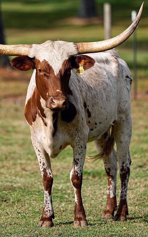 Texas longhorn cattle